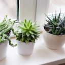 Las suculentas son plantas que no requieren de mayores cuidados.