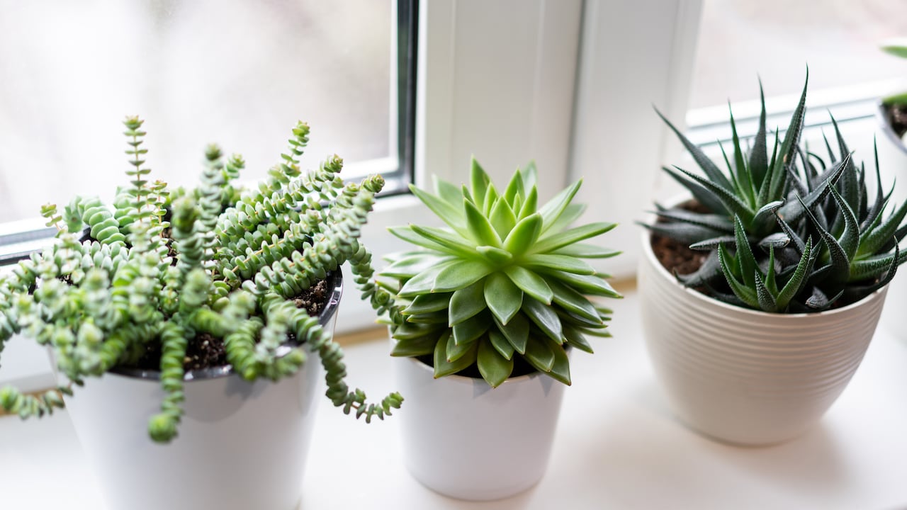Las suculentas son plantas que no requieren de mayores cuidados.