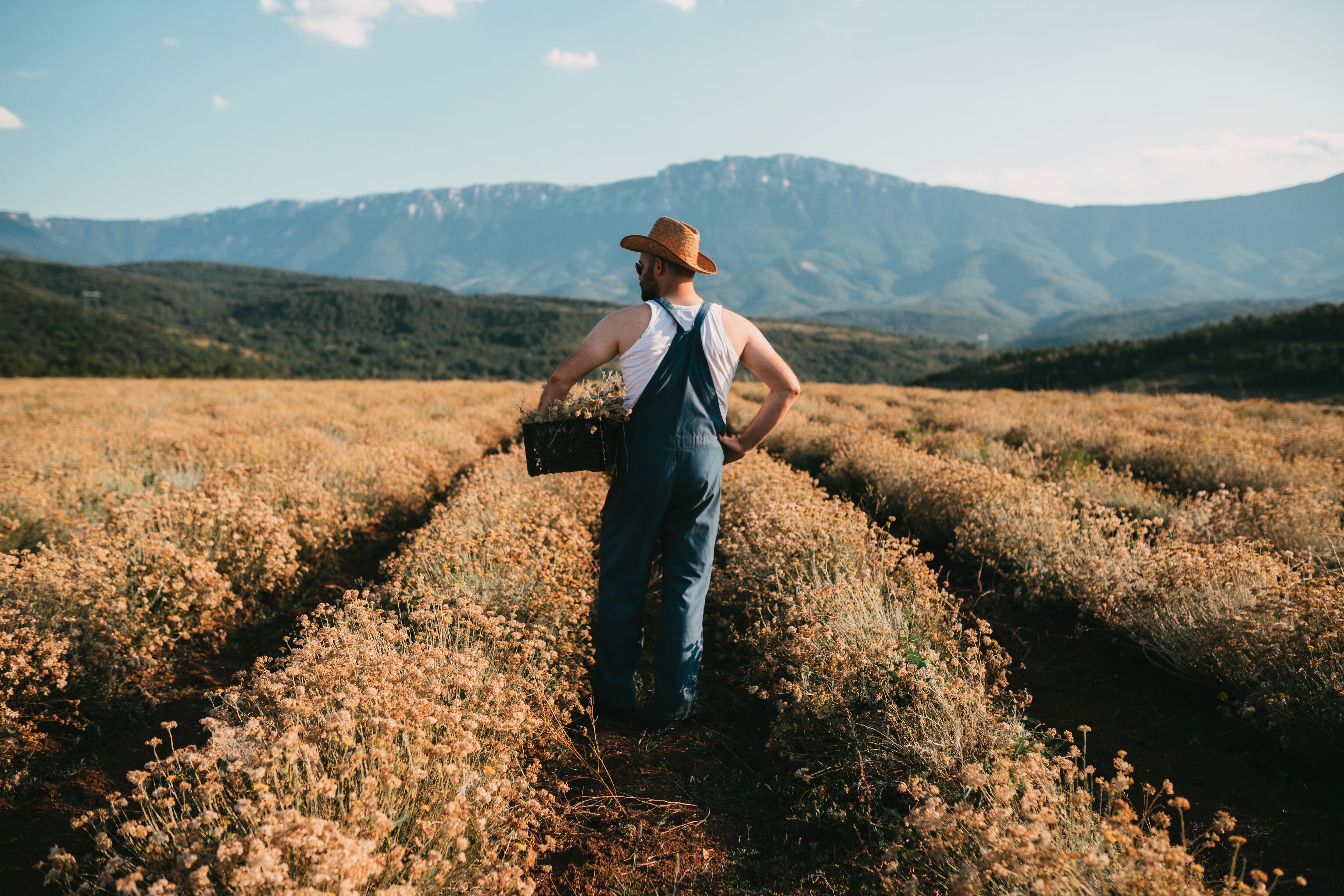 Un joven agricultor con mono y sombrero sostiene una caja llena de cosecha en el campo agrícola en un día soleado de verano