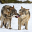 La mayoría de los perros tienen genes de lobos actuales