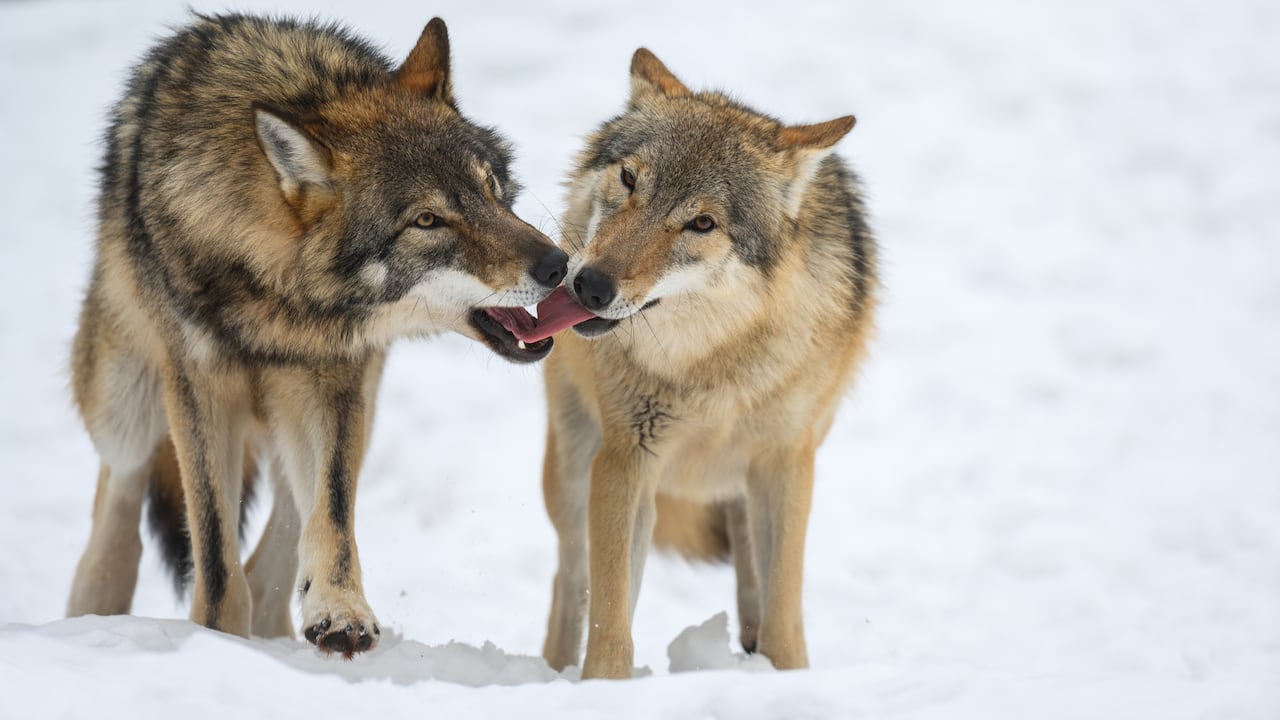 La mayoría de los perros tienen genes de lobos actuales.