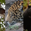 Colombia está catalogado como el sexto país con mayor cantidad de especies de mamíferos en el mundo.