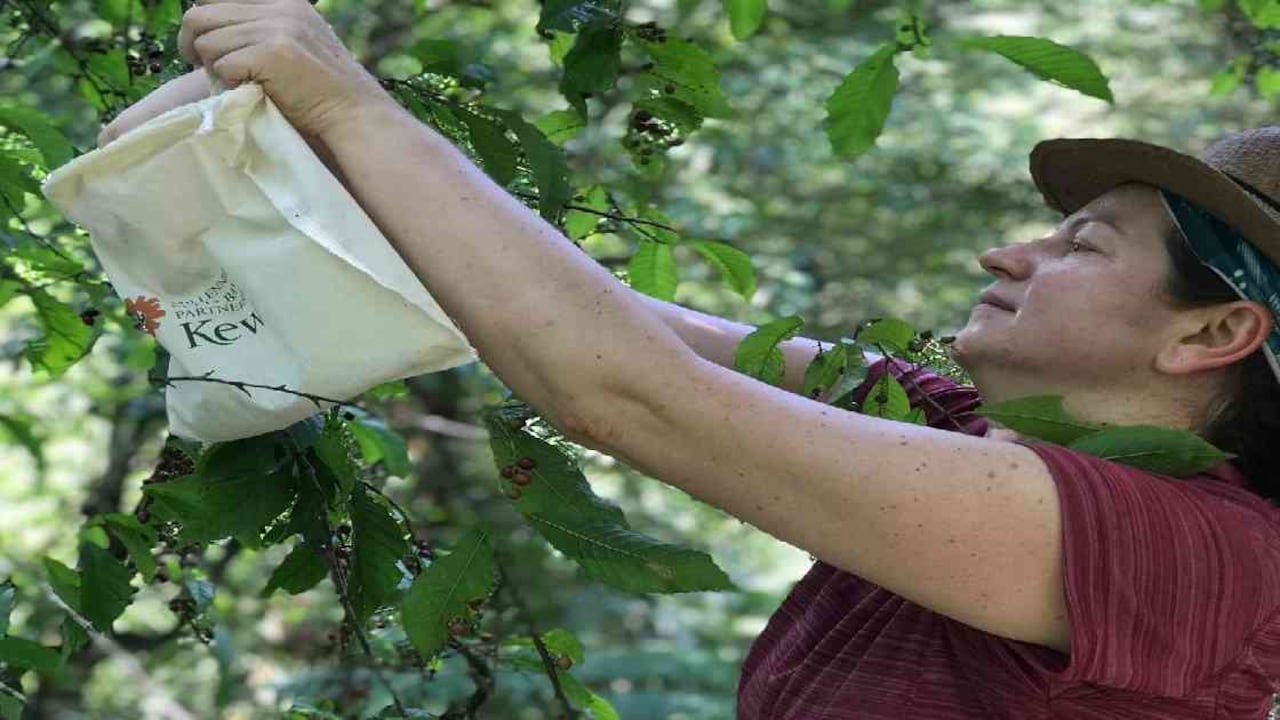 Las comunidades hacen parte de la iniciativa científica que apunta a determinar el uso de miles de plantas y hongos. Foto: @RBG Kew