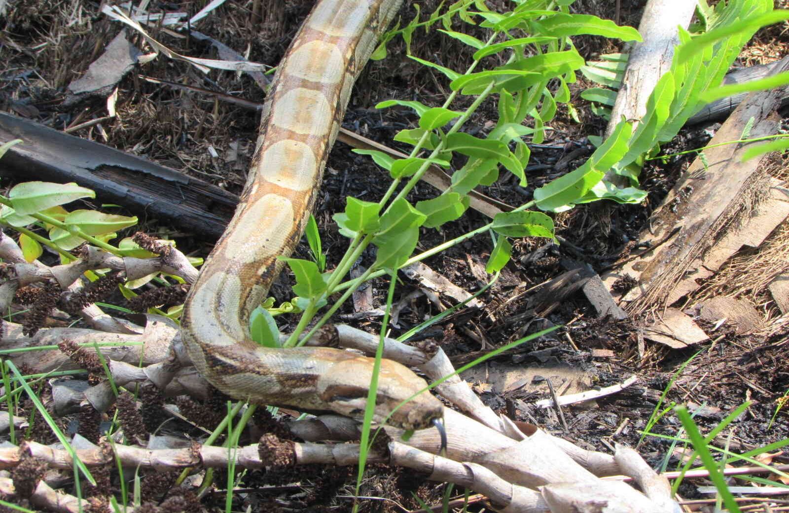 La mayoría de los animales silvestres habían sido extraídos de su hábitat natural por traficantes ilegales de fauna. Otros fueron capturados por personas para domesticarlos como mascotas. Foto: Cormacarena