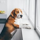 Para los perros que se quedarán solos en casa hay que tener especial cuidado con los cables eléctricos, las ventanas y los balcones abiertos.