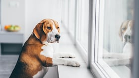 Perro solos