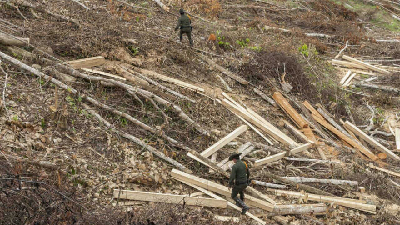 En Colombia, el 70% de la deforestación se concentra en la Amazonía y, desde la salida de las FARC, aumentó 44%.