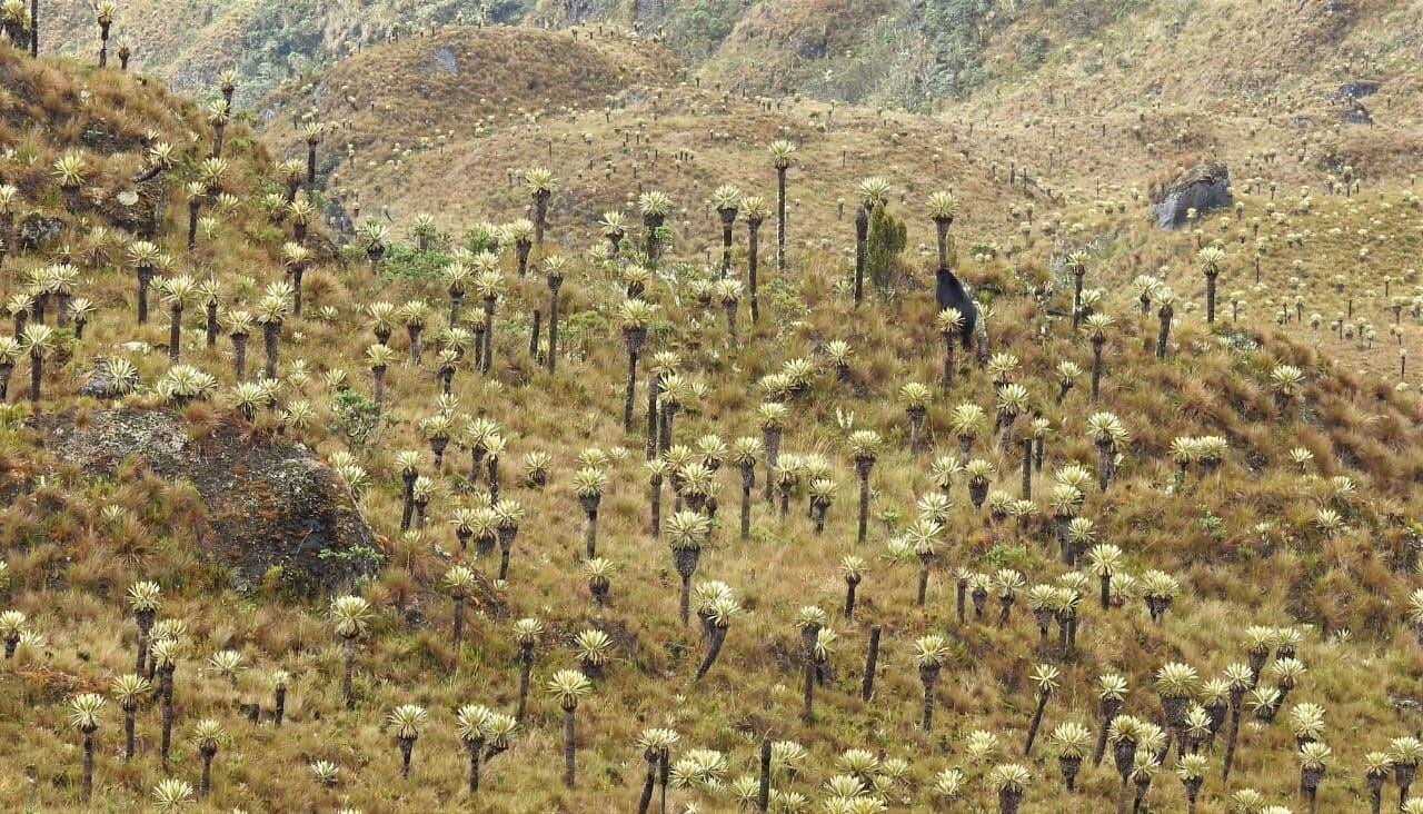 Oso andino avistado en Las Hermosas