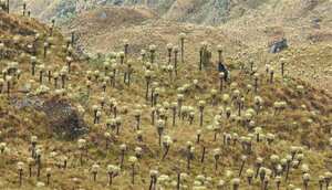 El ejemplar fue avistado por guardaparques que realizan recorridos en esta área protegida.