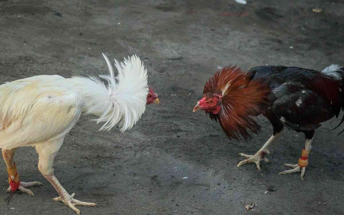 Las peleas de gallos estarían generando un riesgo para las aves por el contacto con otros miembros de su especie.