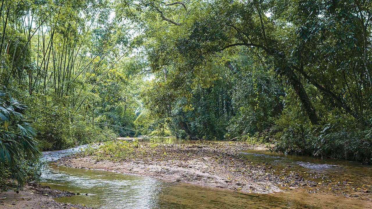 EL bosque seco tropical que cada vez es menos en Colombia podría verse beneficiado por esta decisión. (Foto: Archivo SEMANA)
