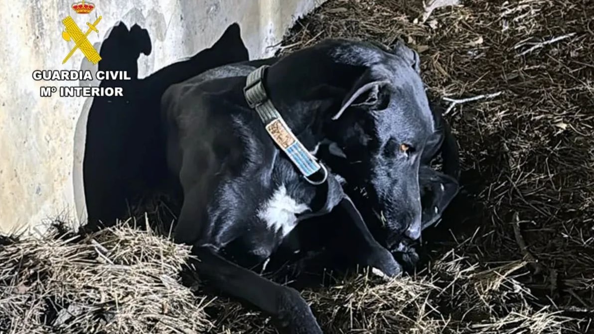 Caso de un perro Galgo en España.