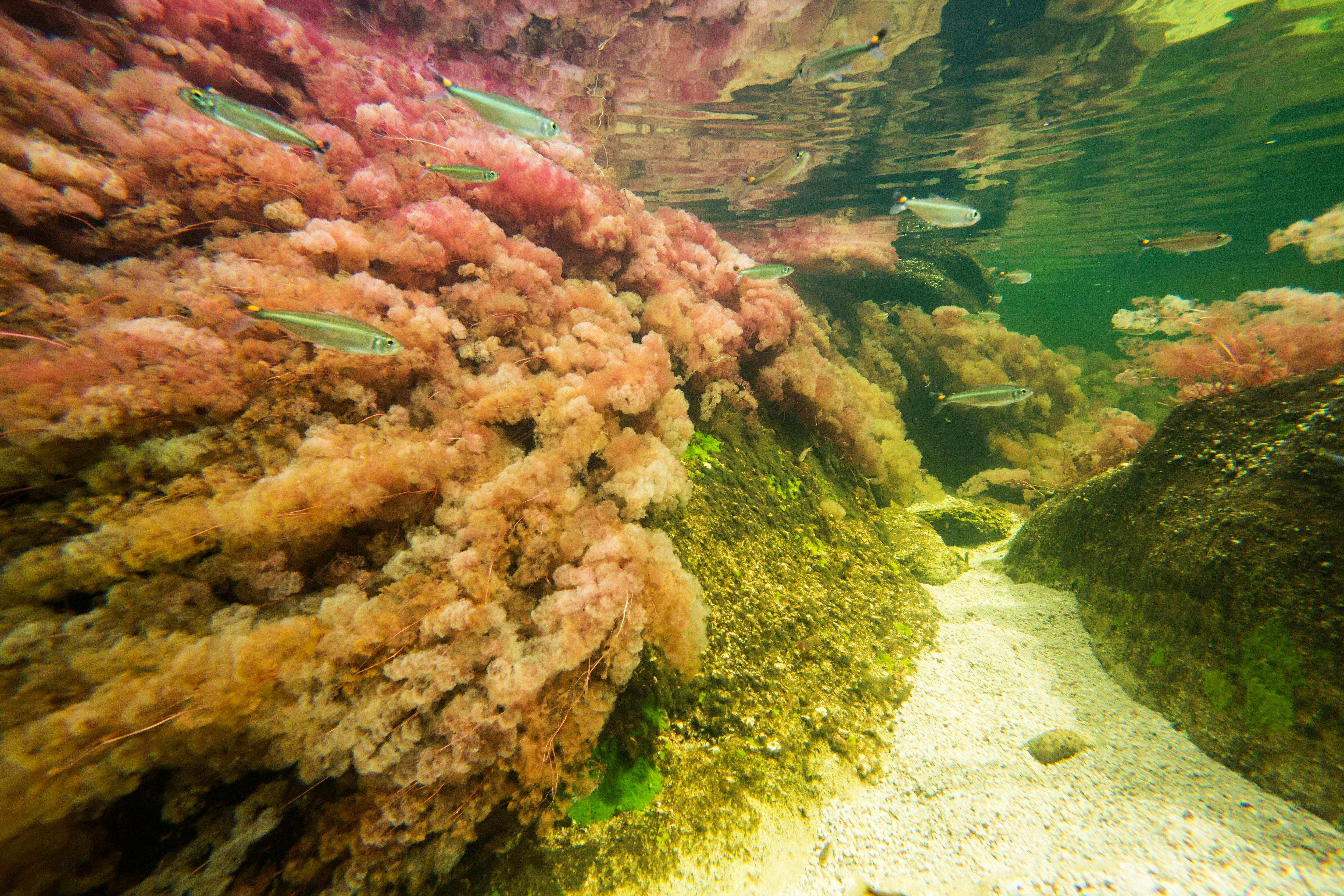 La especie Macarenia Clavigera es la encargada de brindar los hermosos tonos rojizos que contrastan con el agua cristalina de Caño Cristales.