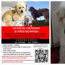 Se busca a Motas: el “bebe perruno” de una familia bogotana