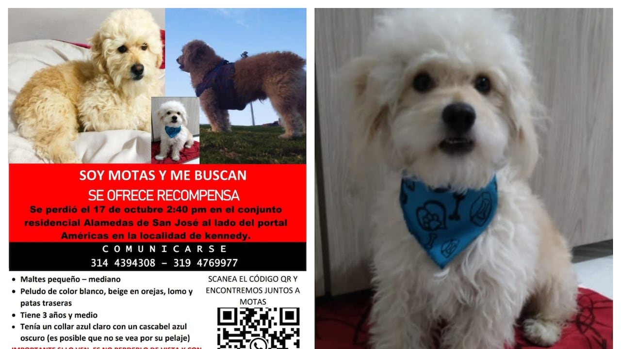 Se busca a Motas: el “bebe perruno” de una familia bogotana