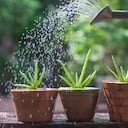 Se recomienda sembrar la sábila en maceta de barro.