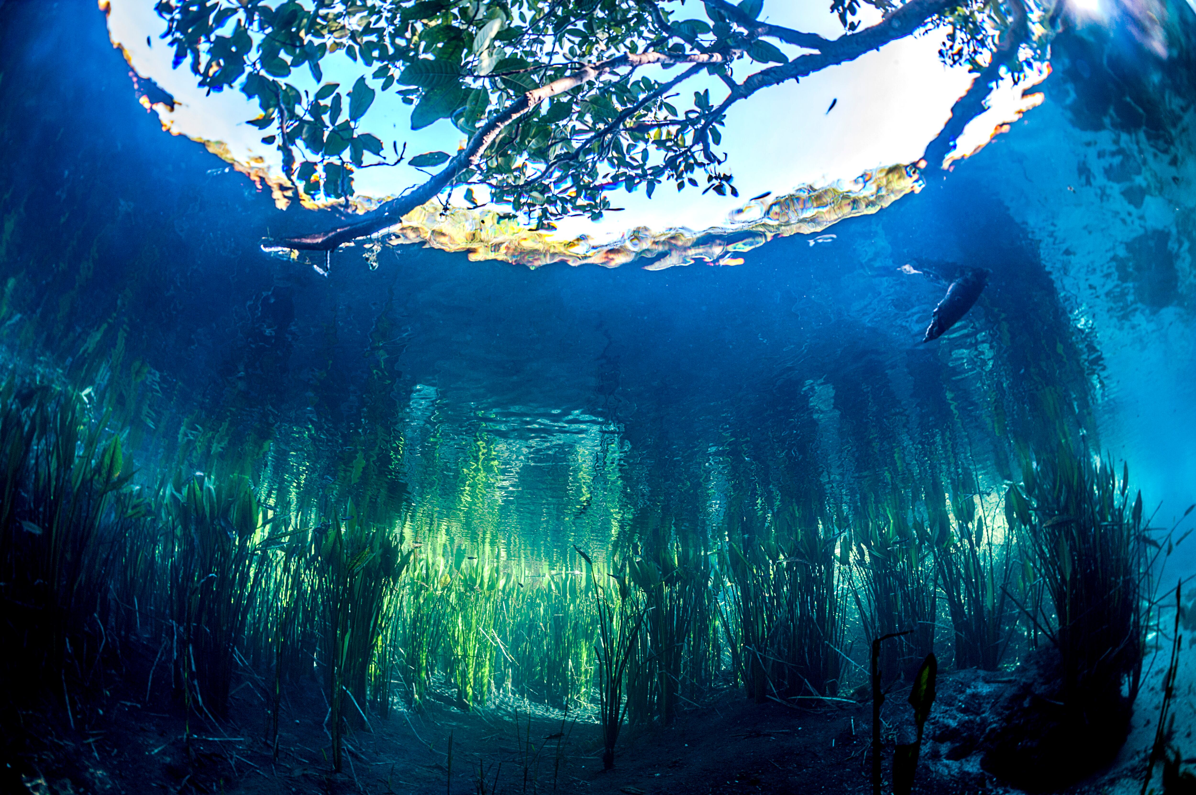 Impresiones del manantial del río Sucuri