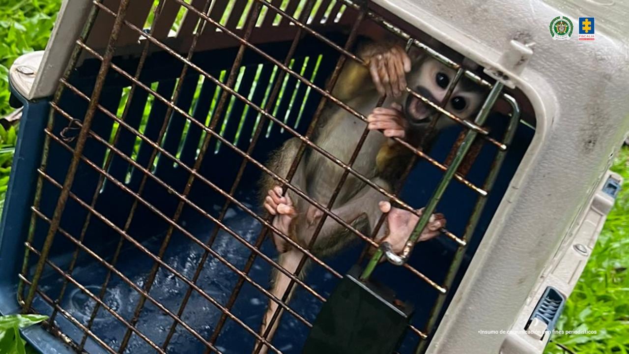 Jesse Adonai Daza, un creador de contenido fue enviado a la cárcel por maltrato animal.