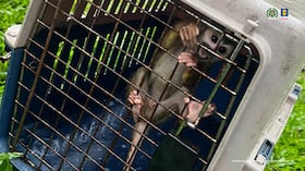 Jesse Adonai Daza, un creador de contenido fue enviado a la cárcel por maltrato animal.