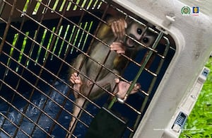 Jesse Adonai Daza, un creador de contenido fue enviado a la cárcel por maltrato animal.