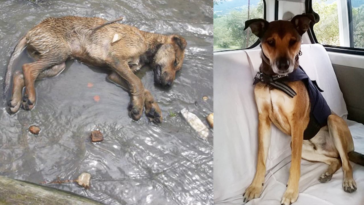 Cariño fue rescatado de un caño. Tenía hipotermia y estaba casi muerto. Hoy día es la mascota de la Fundación Huella Roja. Es tan consentido que aún no levanta la patica cuando va a orinar.