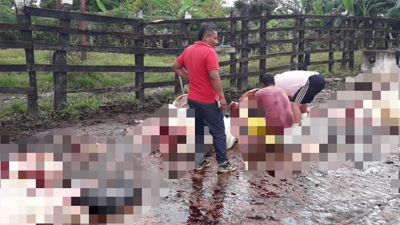 Ganado asesinado en Galapa, Atlántico.