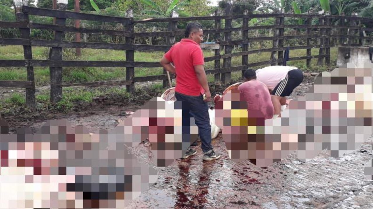 Ganado asesinado en Galapa, Atlántico.