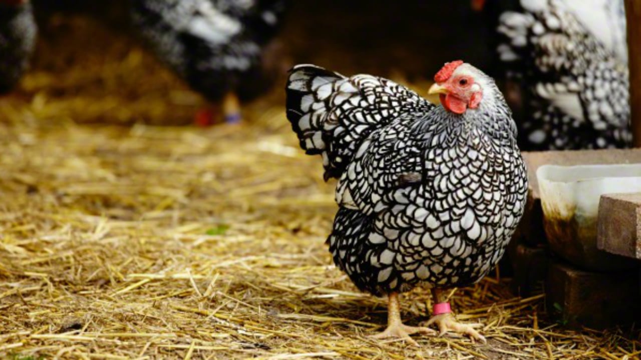 Para que se expida la aprobación oficial de exportación por parte de Japón se debe remitir la lista de plantas autorizadas por el Invima.