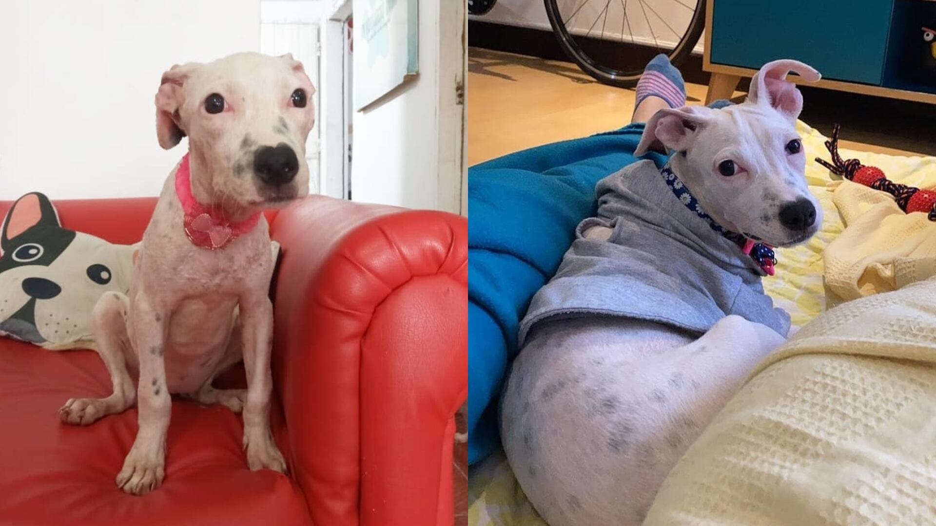 Cuando Vida fue rescatada en una carretera del Atlántico pensaron que no podría sobrevivir.