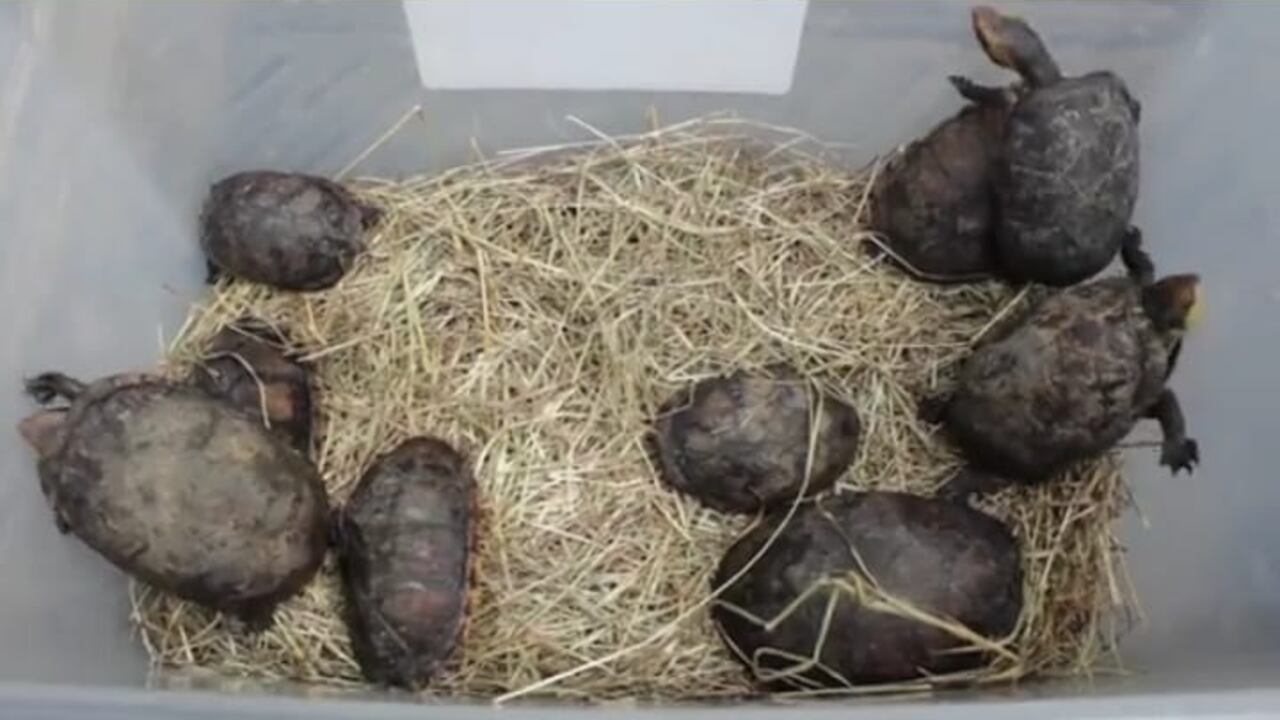 Los animales fueron rescatados y recuperados por la Corporación Autónoma Regional