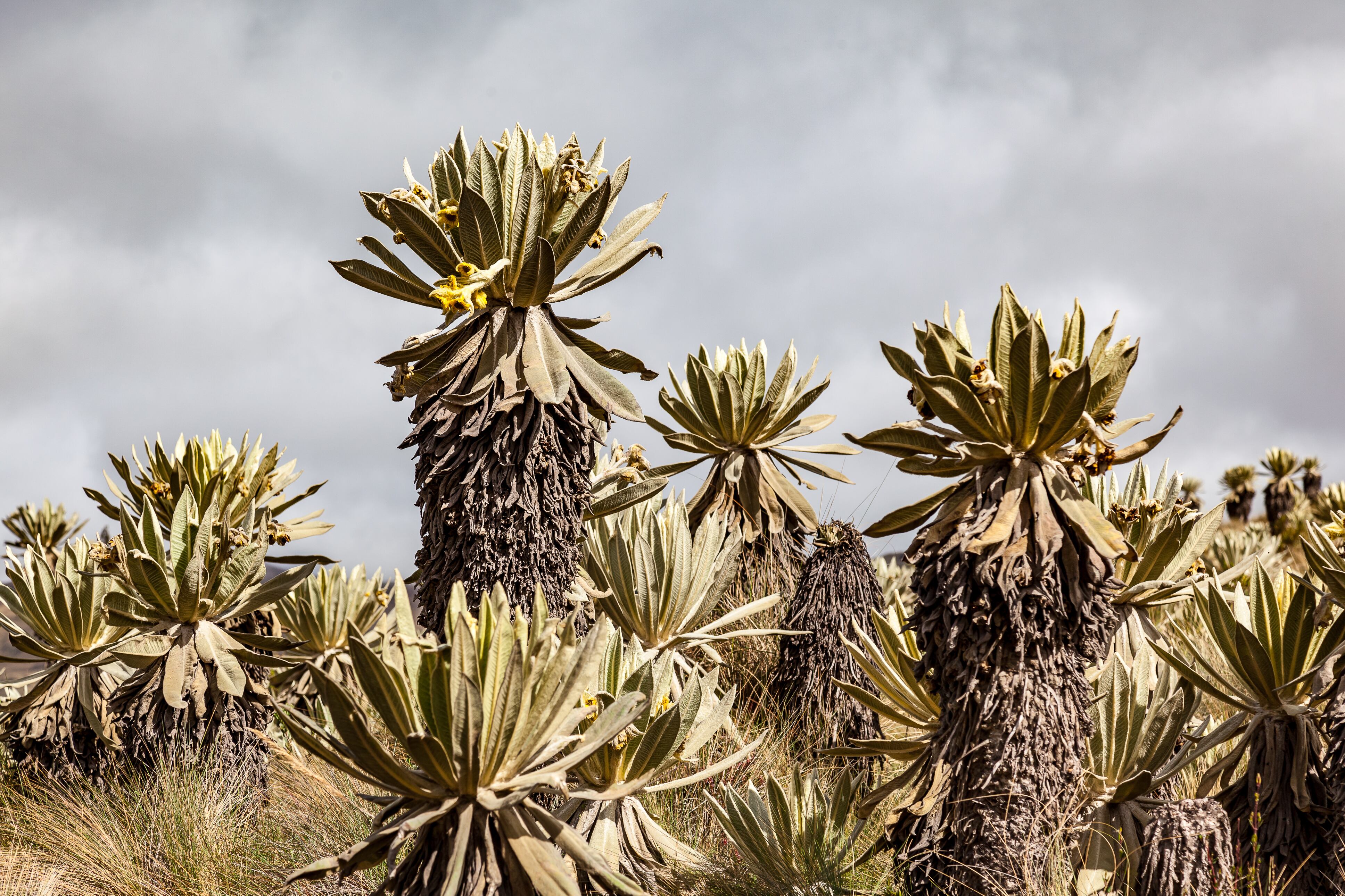 Luego de ser consumidos por las llamas, se comienza a ver un recuperación.