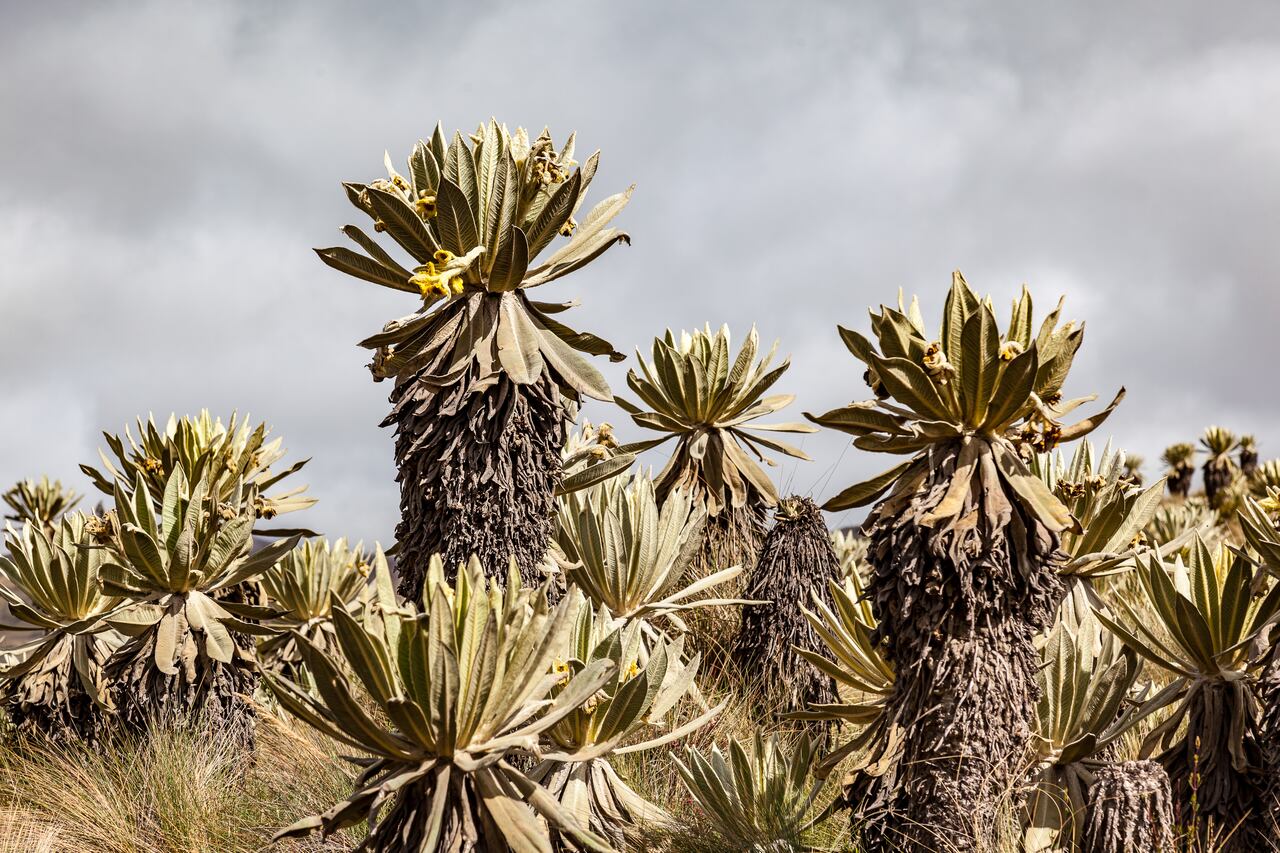 Luego de ser consumidos por las llamas, se comienza a ver un recuperación.