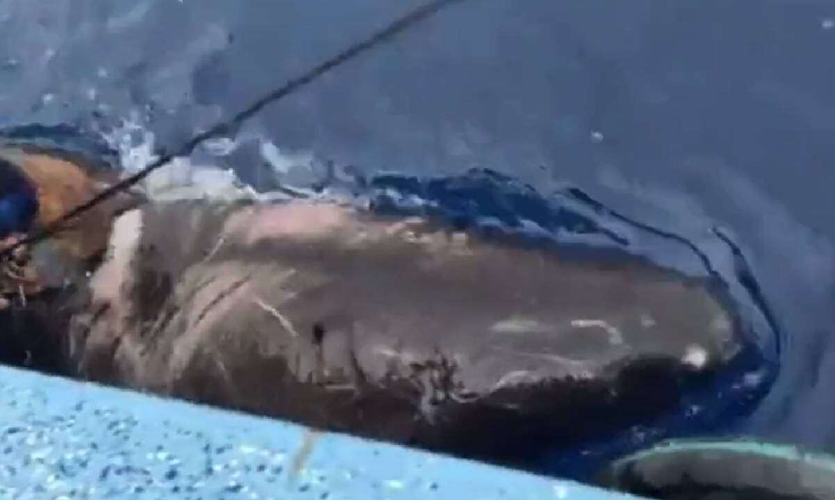 Expertos estudian las eventuales causas del movimiento migratorio del animal, el cual fue liberado tras ser registrado el avistamiento.