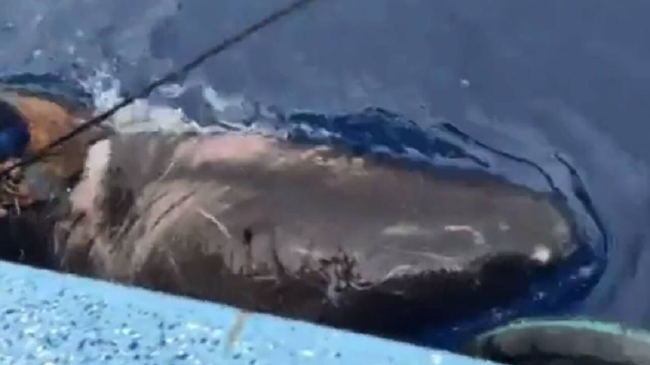 Expertos estudian las eventuales causas del movimiento migratorio del animal, el cual fue liberado.