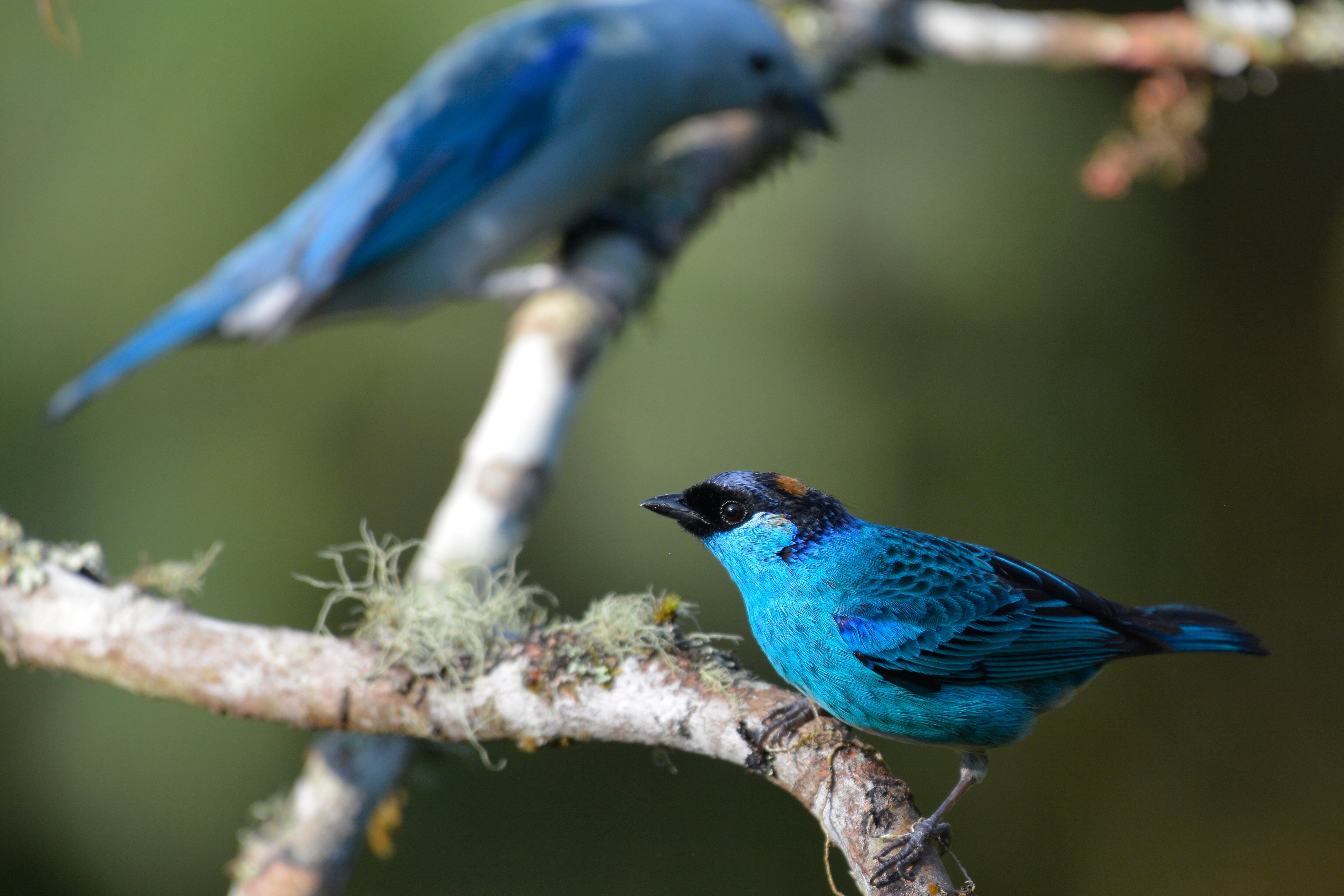Global Big Day 2023 Colombia. Es la jornada de ciencia ciudadana más grande del mundo, donde avituristas expertos y aficionados retratan la mayor variedad de especies posibles en todo el planeta. Se llevará a cabo este 13 de mayo, Día Mundial de las Aves Migratorias