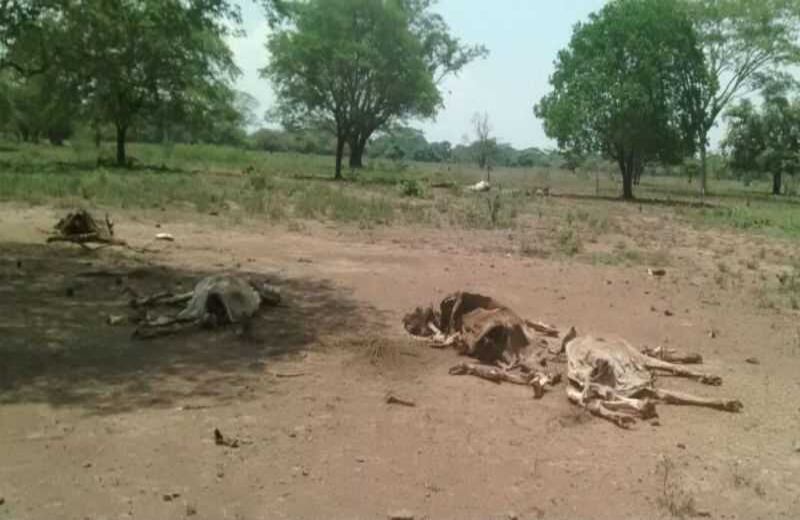 Cortesía de Contexto Ganadero