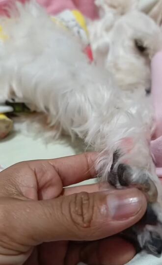 La falta de energía y apetito marcó los últimos días de Pukita.