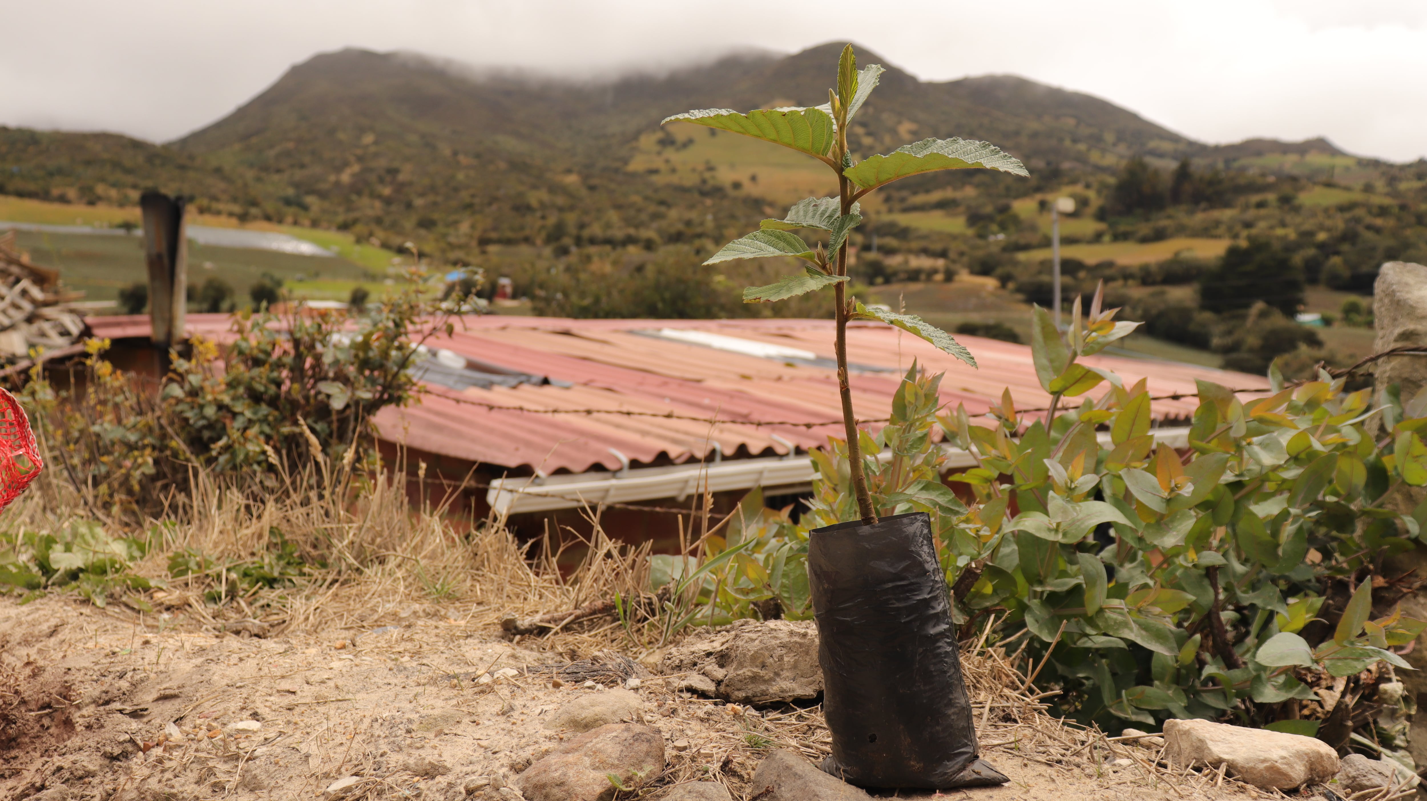 Durante dos semanas, las personas podrán acceder de manera gratuita a la plataforma virtual del festival para disfrutar de las 25 películas de la selección oficial.