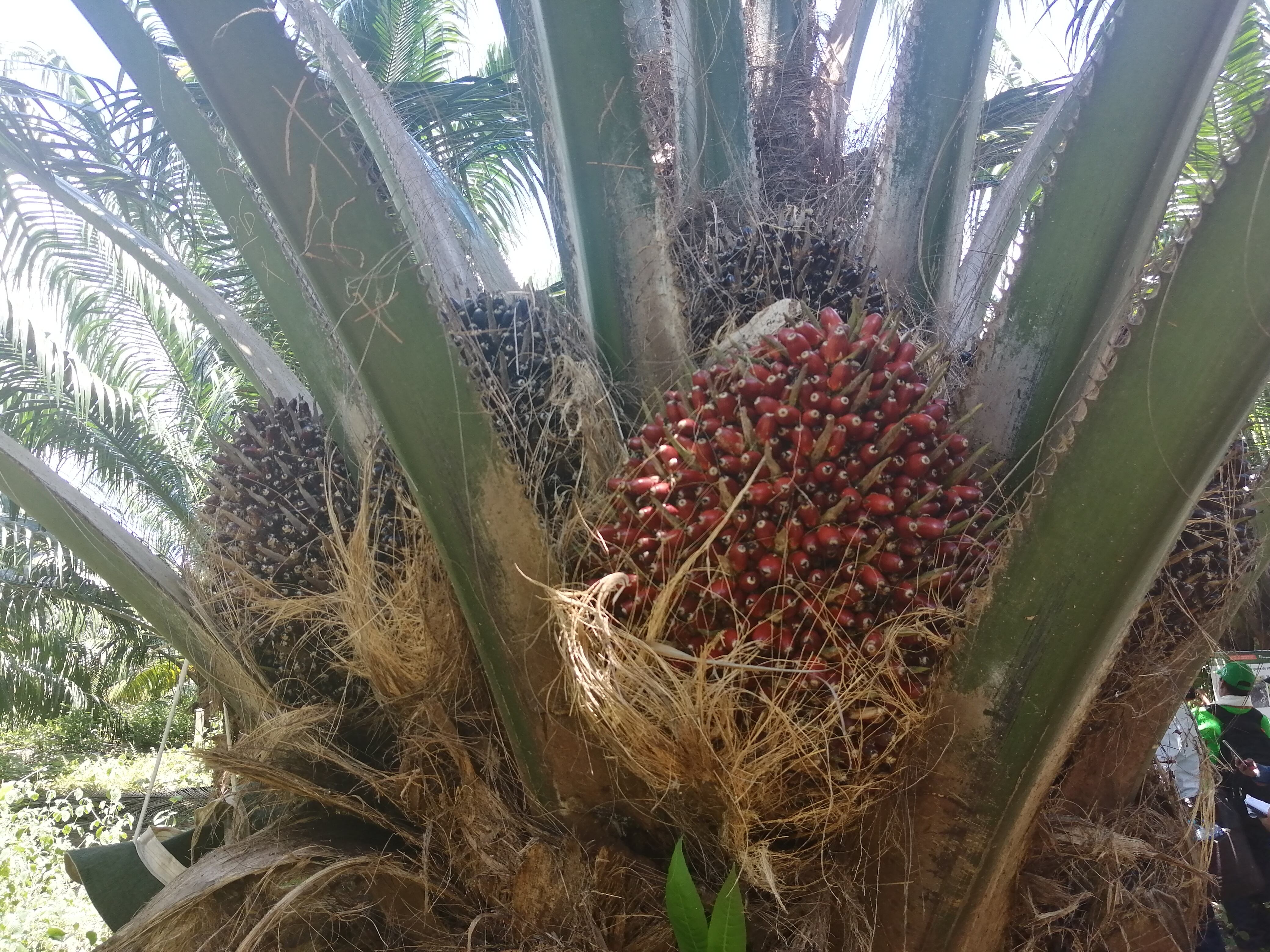 Colombia es el primer productor de palma de aceite en América.