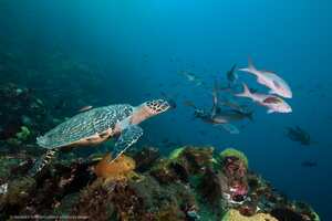 La vida marina disfrutará de nuevas protecciones bajo una reserva marina ampliada en el Pacífico.