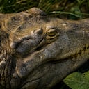 Cocodrilo Caimán llanero