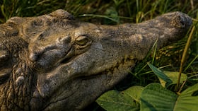 Cocodrilo Caimán llanero