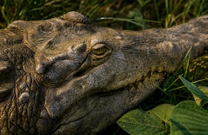 Cocodrilo Caimán llanero