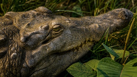 Cocodrilo Caimán llanero