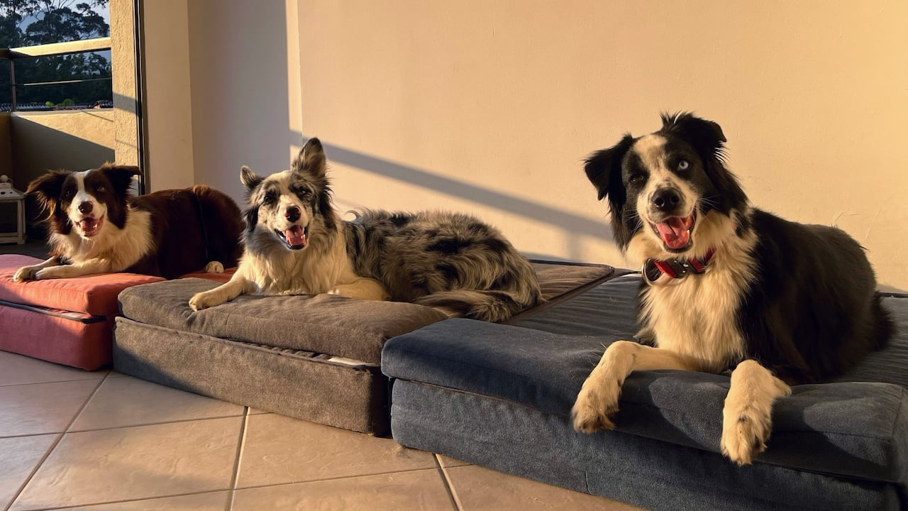 Hoy prima un sentido de mayor responsabilidad con la salud y tranquilidad de ese importante miembro de la familia.