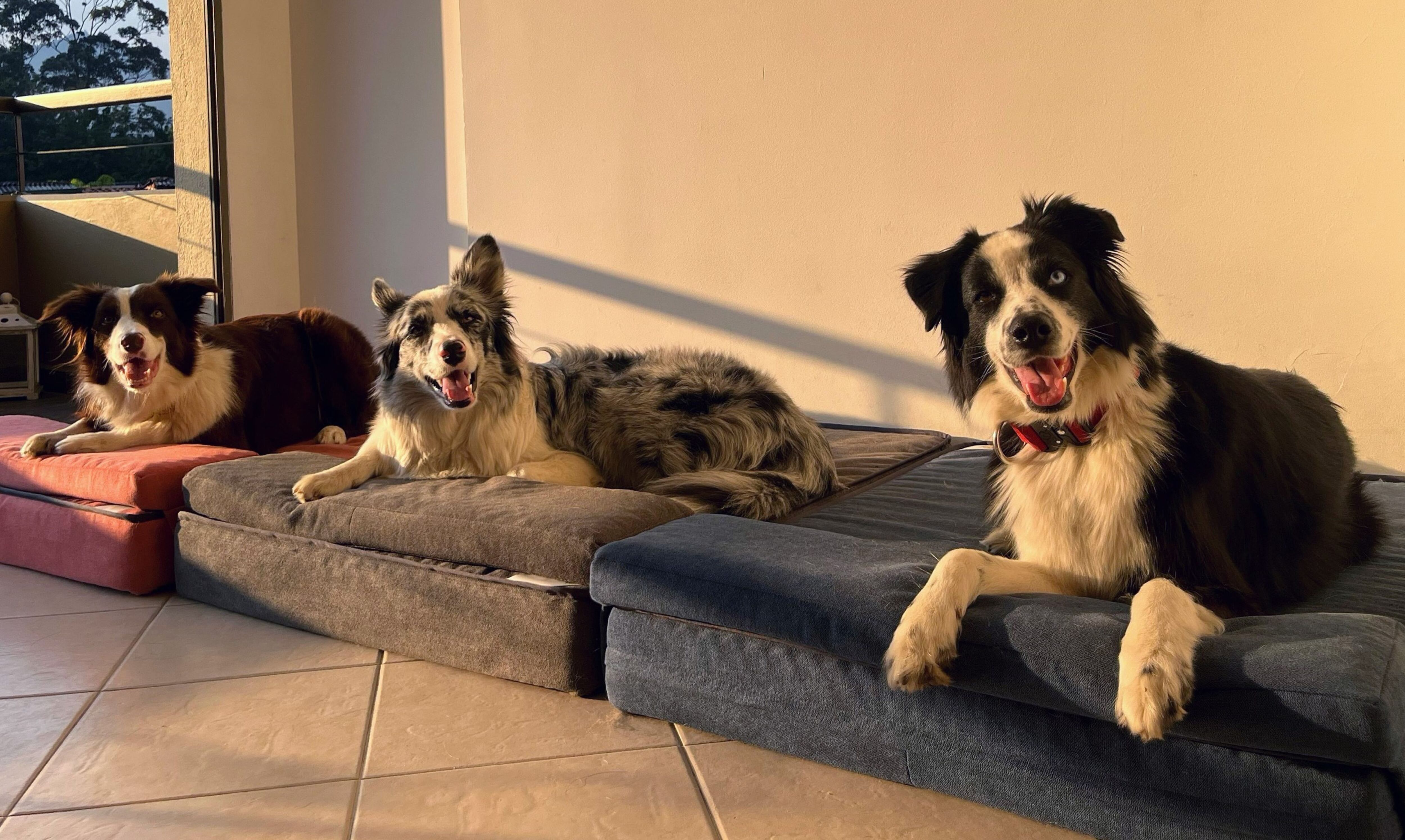 Hoy prima un sentido de mayor responsabilidad con la salud y tranquilidad de ese importante miembro de la familia.