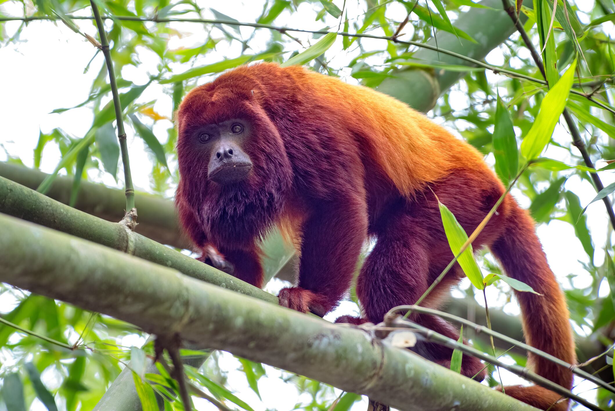 Los monos aulladores