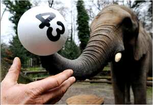 Sweni, un elefante del zoológico de Wuppertal, al oeste de Alemania, sostiene con su trompa uno de los números ganadores de la Lotería Estatal Alemana, la cual entregará al ganador de la combinación correcta el premio mayor de 43 millones de euros, (63 millones de dólares), el más alto que pagaría la lotería en su historia. El sábado se esperaba un ganador al que se le entregaría 38 millones de euros, con lo cual se habría roto otro registro histórico de la lotería estatal, pero nadie acertó a la combinación de seis números. Desde 1955 se realiza este sorteo. El ganador recibirá un premio libre de impuestos y sólo tiene que pagar los intereses si invierte el dinero.