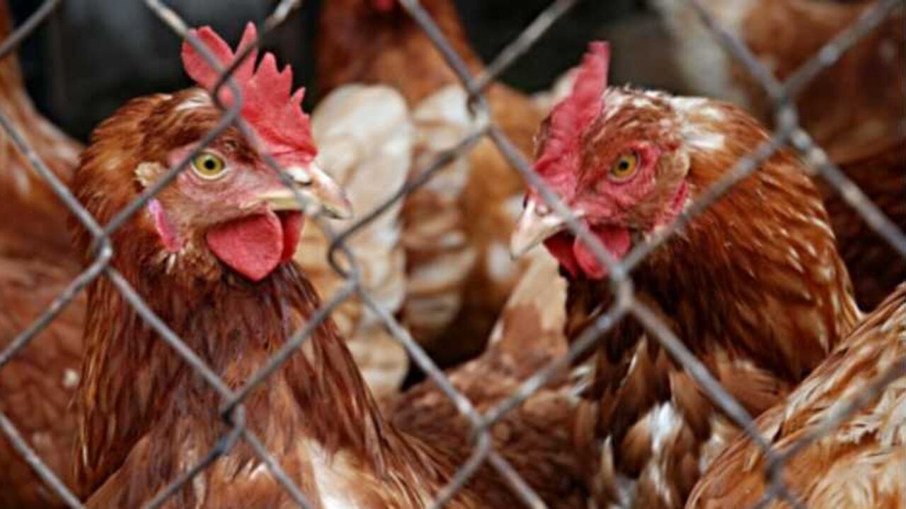 La empresa invitó a las autoridades a verificar los procesos en su granja, situada en Cumaral (Meta).