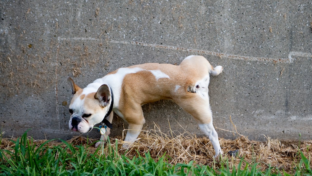 Perro orinando